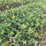 江西高产嫁接油茶苗良种油茶树苗矮化茶籽树苗长林系红皮大果