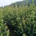 江西高产嫁接油茶苗良种油茶树苗矮化茶籽树苗长林系红皮大果