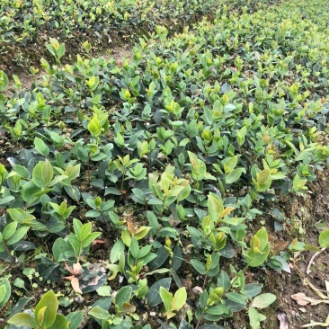 江西高产嫁接油茶苗良种油茶树苗矮化茶籽树苗长林系红皮大果