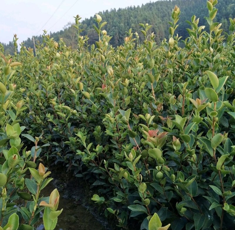 江西高产嫁接油茶苗良种油茶树苗矮化茶籽树苗长林系红皮大果