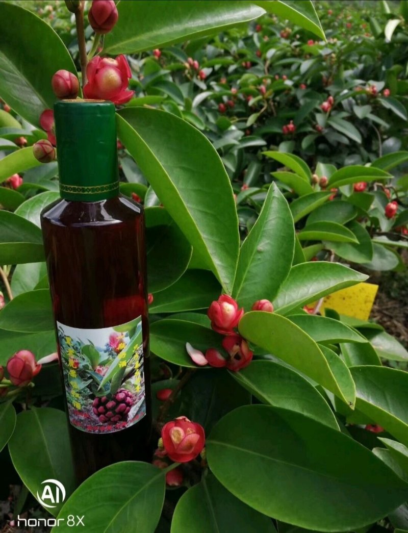 黑老虎苗布福娜果树苗多年生藤本耐寒耐温适应性好