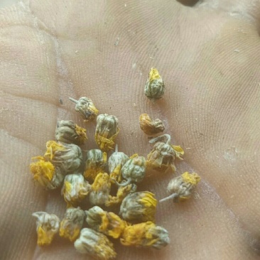 高含量野菊花南阳社旗县