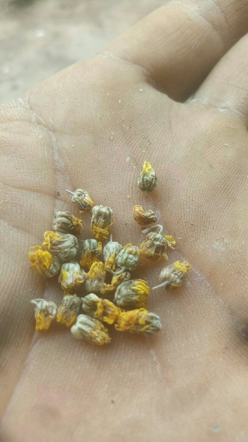 高含量野菊花南阳社旗县