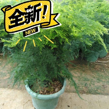 【有好货】大文竹办公桌盆栽绿植室内外阳台水培盆景花卉竹子