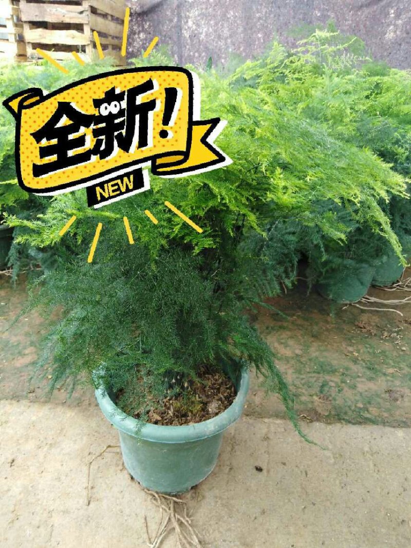 【有好货】大文竹办公桌盆栽绿植室内外阳台水培盆景花卉竹子