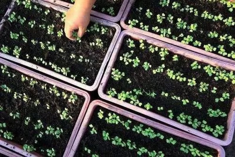 无土栽培栽培基质无土栽培盆栽蔬菜营养土