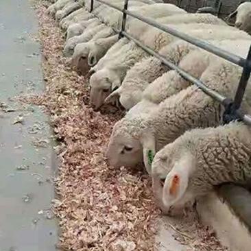 供应喂牛羊兔植物性饲料大蒜皮压块降低养殖成本白色大蒜内皮