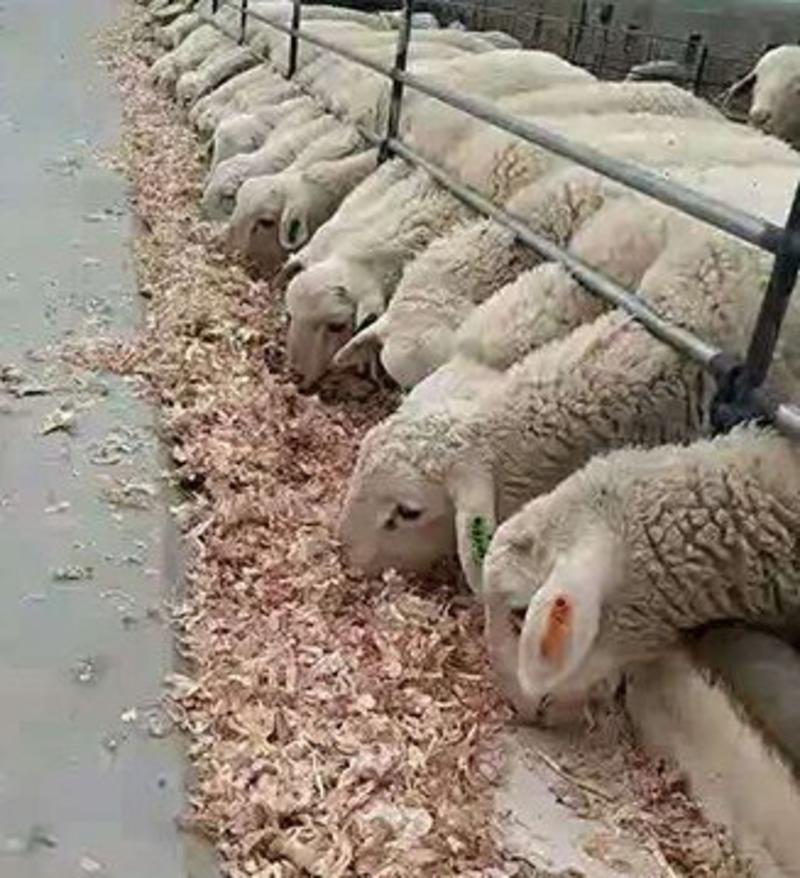 供应喂牛羊兔植物性饲料大蒜皮压块降低养殖成本白色大蒜内皮