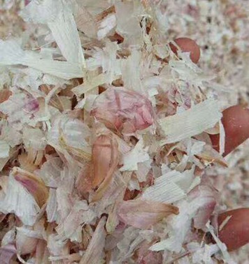 供应喂牛羊兔植物性饲料大蒜皮压块降低养殖成本白色大蒜内皮