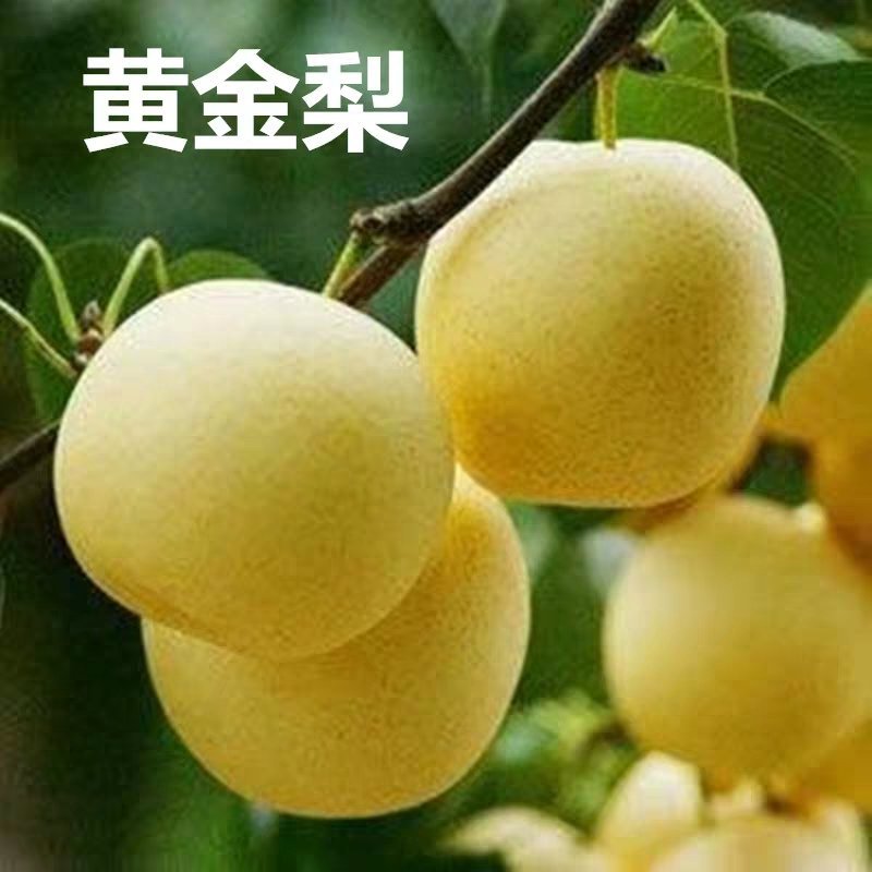 山东早酥红梨树苗嫁接苗，当年结果，全程技术指导，全国包邮