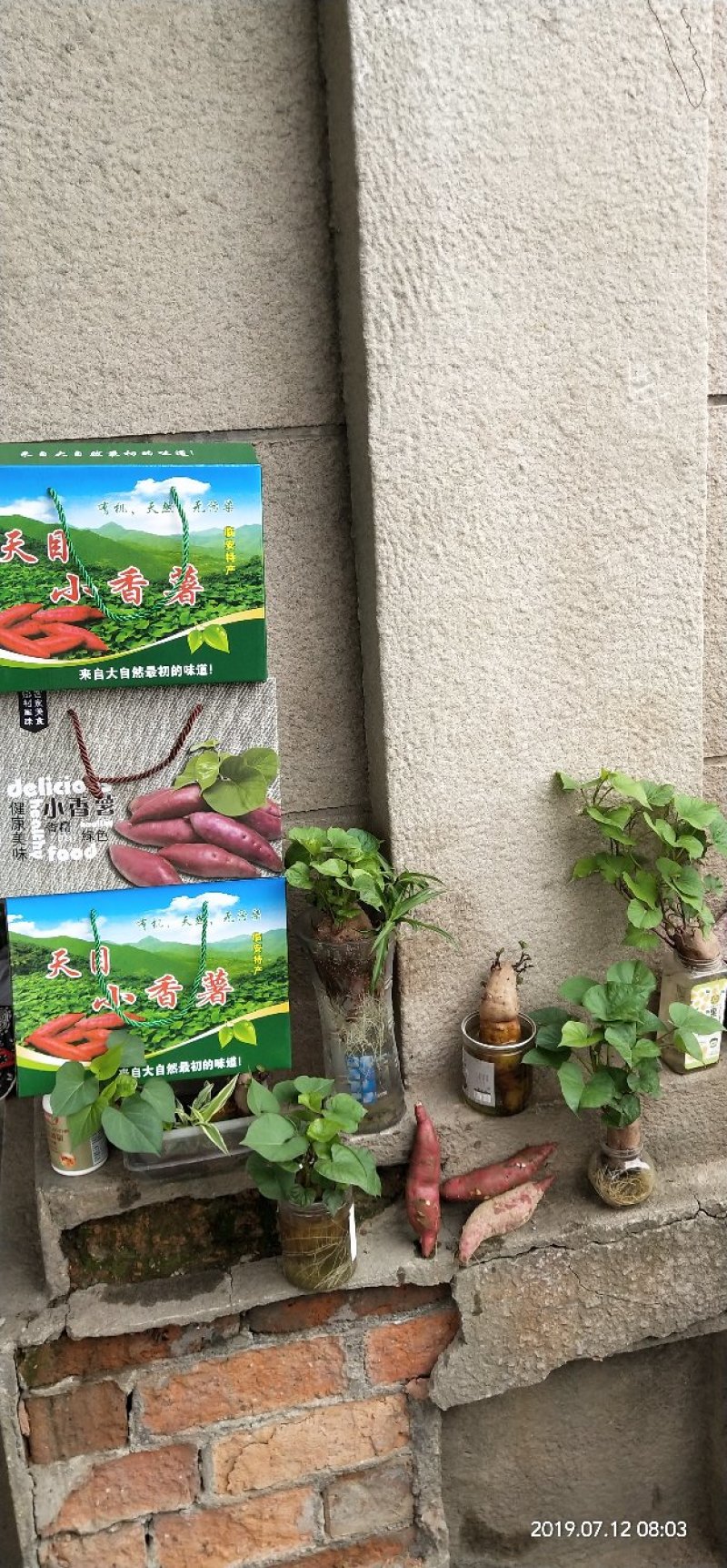 天目小香薯3两以下商品薯黄心小番薯黄心沙地红薯