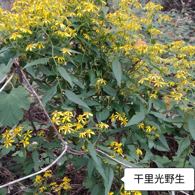 干里光野生干货，鲜货