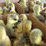 汕头狮头鹅苗孵化场直销质量保证欢迎订购。