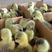 汕头狮头鹅苗孵化场直销质量保证欢迎订购。