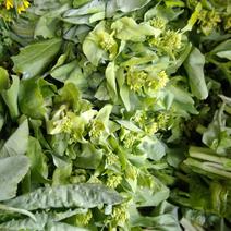 愿生态菜苔，甜菜苔，甜菜心，甜菜花，白菜苔，桂林菜苔