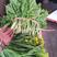 愿生态菜苔，甜菜苔，甜菜心，甜菜花，白菜苔，桂林菜苔