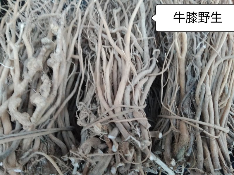 牛膝野生干货条无硫