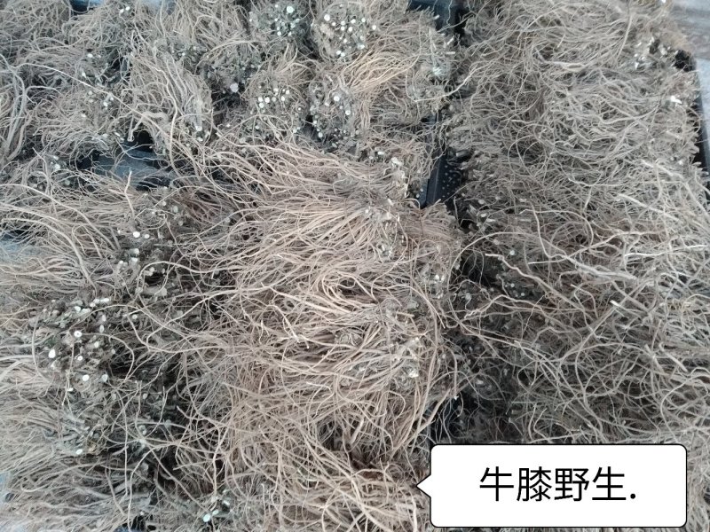 牛膝野生干货条无硫