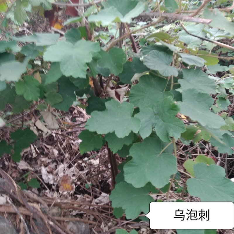 乌泡刺根野生鲜货