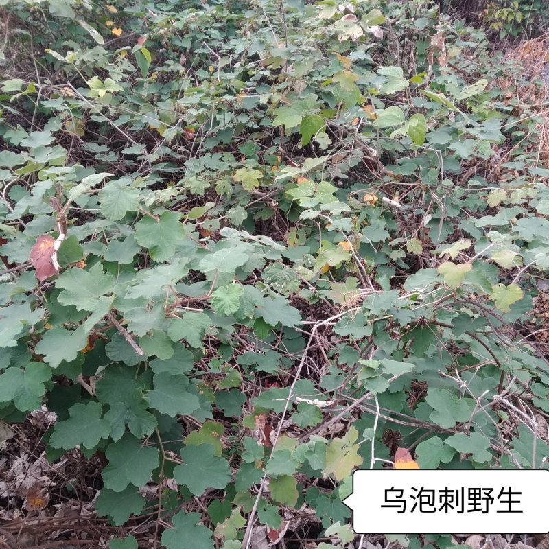 乌泡刺根野生鲜货