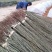 修水青钱柳树苗正宗金钱柳小苗