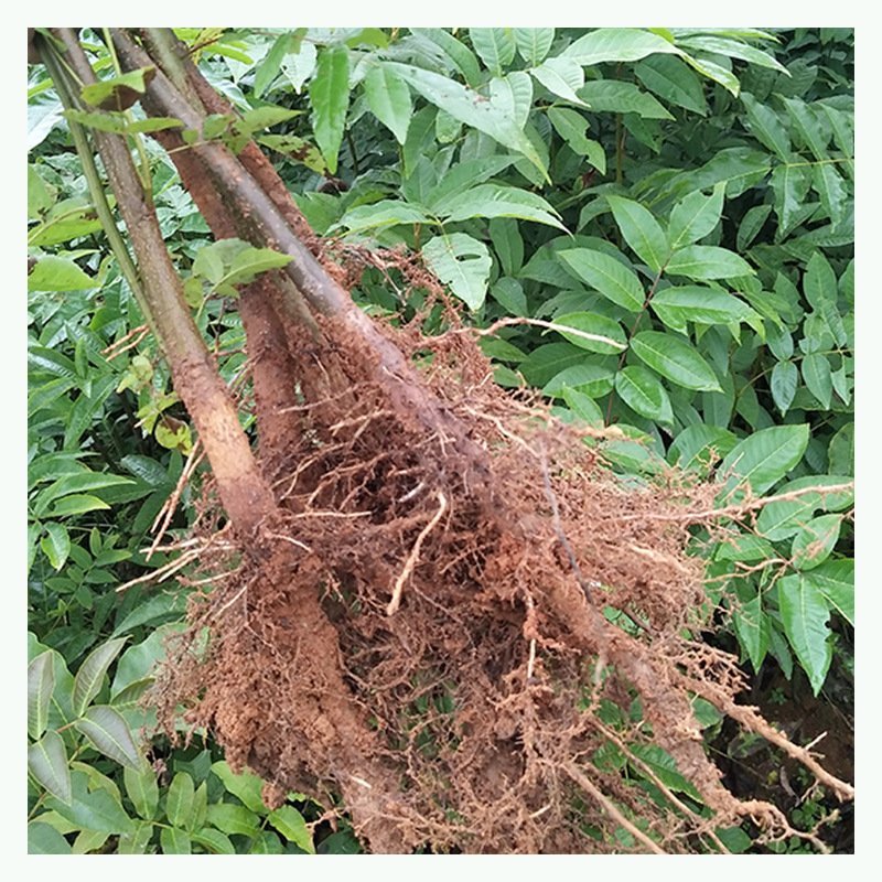修水青钱柳树苗正宗金钱柳小苗