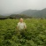 修水青钱柳树苗正宗金钱柳小苗