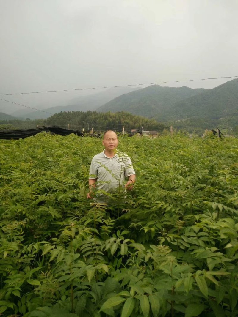 修水青钱柳树苗正宗金钱柳小苗
