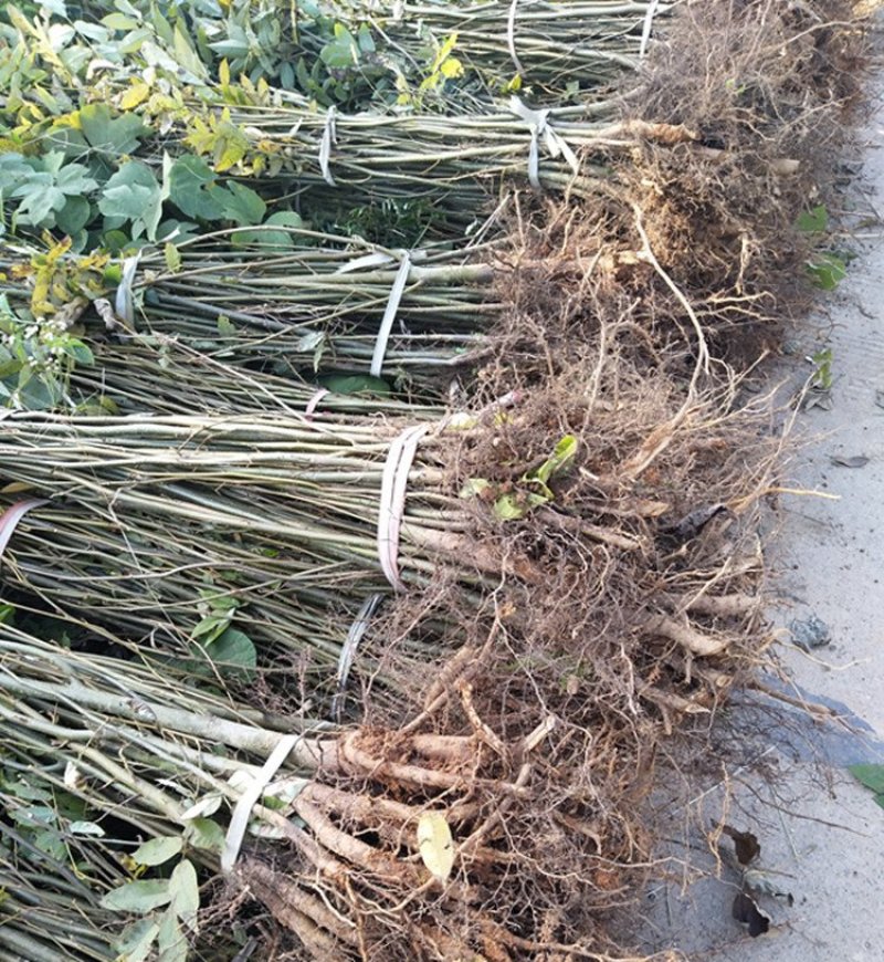 修水青钱柳树苗正宗金钱柳小苗