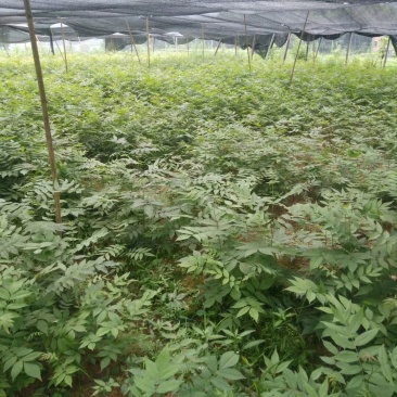 修水青钱柳树苗正宗金钱柳小苗