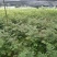 修水青钱柳树苗正宗金钱柳小苗