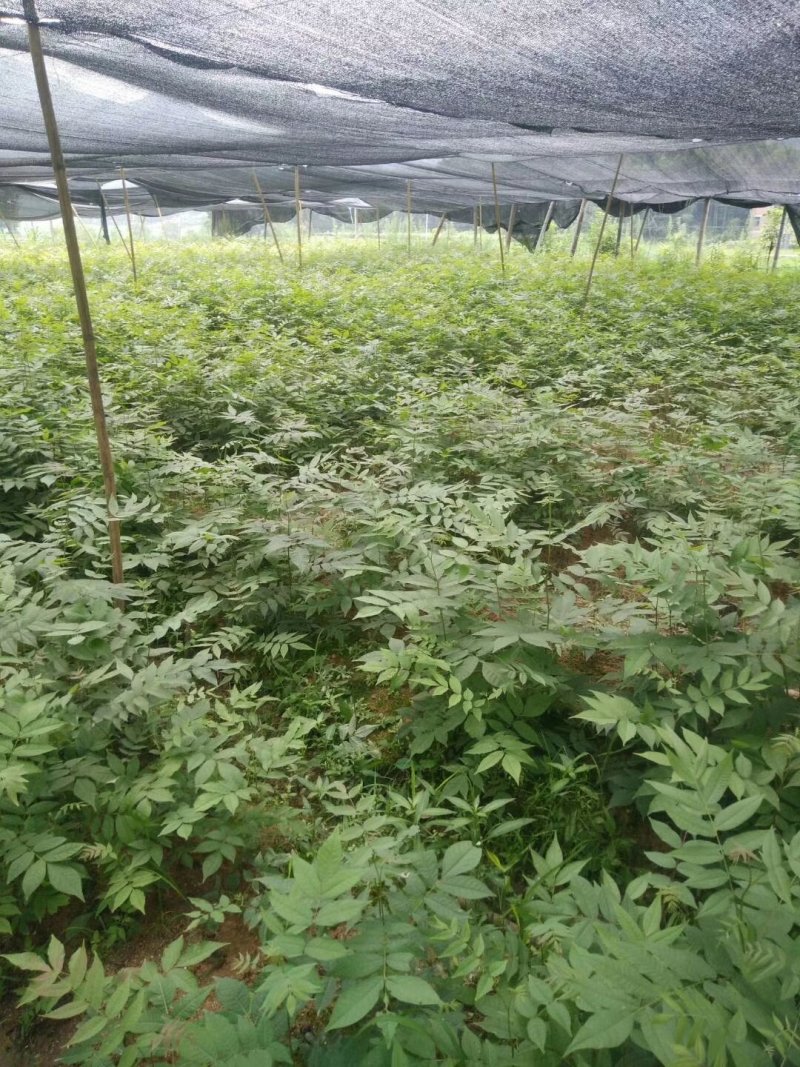 修水青钱柳树苗正宗金钱柳小苗