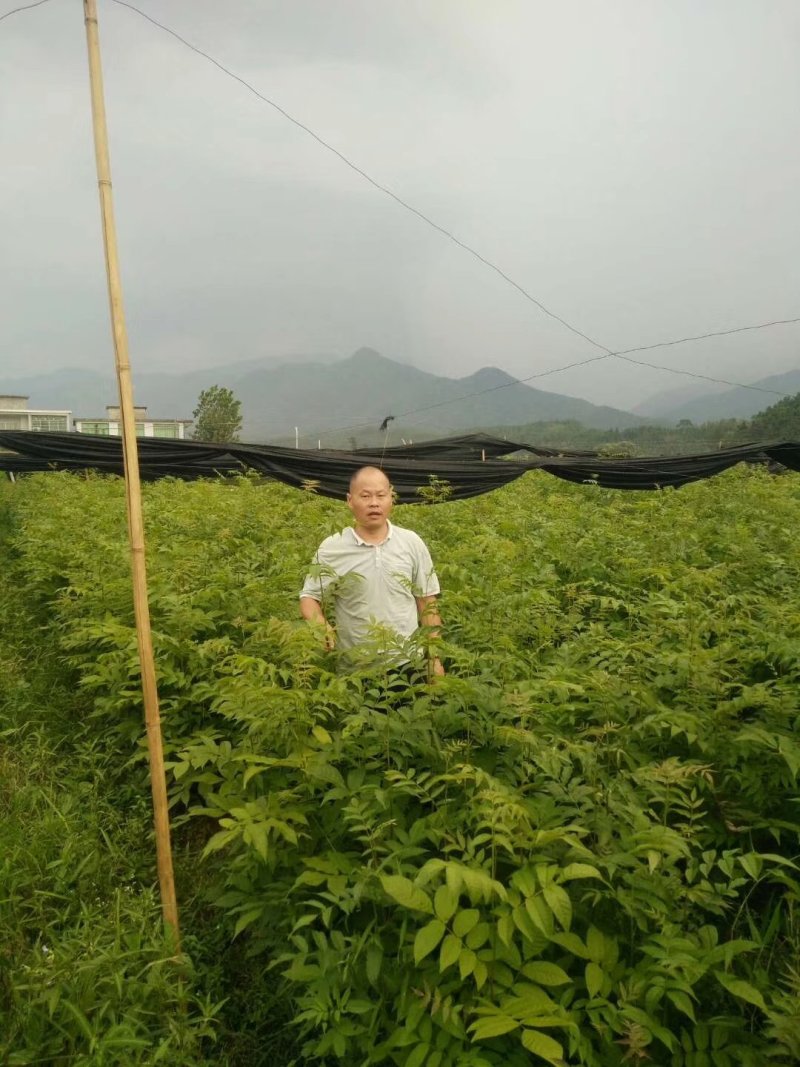修水青钱柳树苗正宗金钱柳小苗