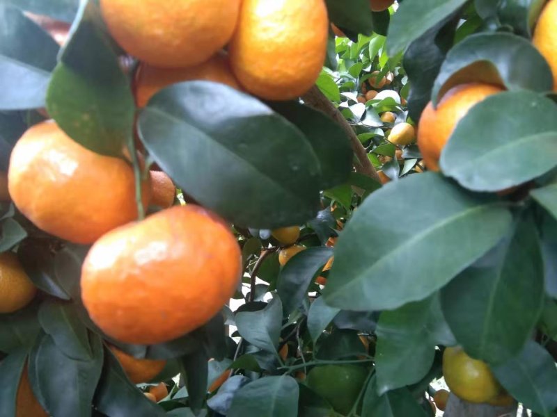 桂林沙糖桔