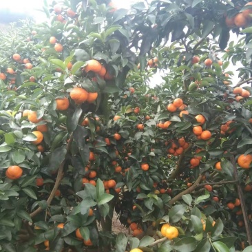 桂林沙糖桔