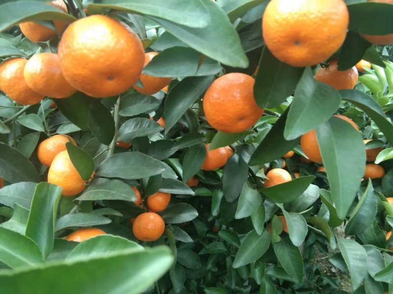 桂林沙糖桔