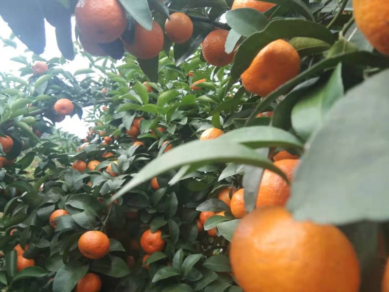 桂林沙糖桔