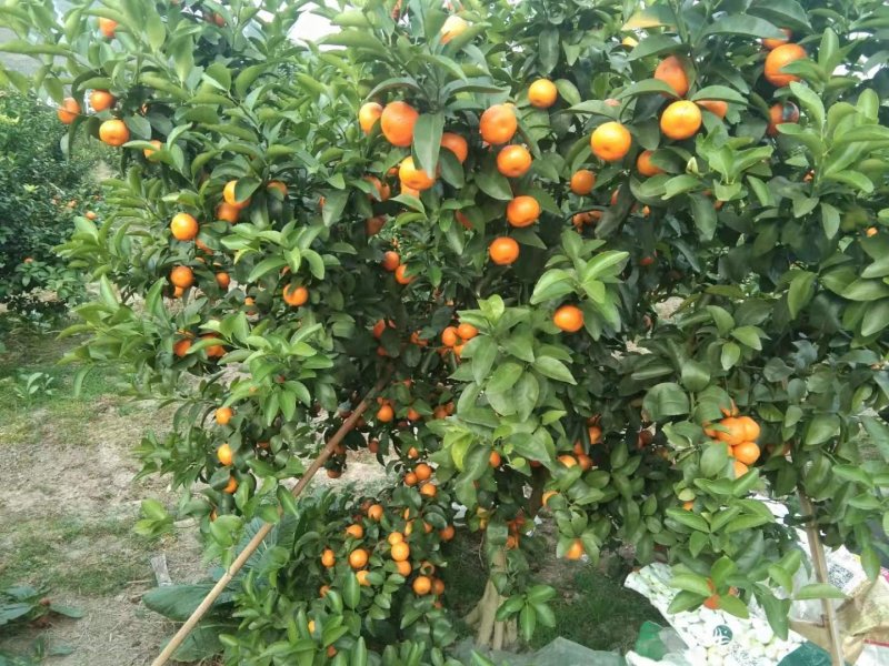 桂林沙糖桔