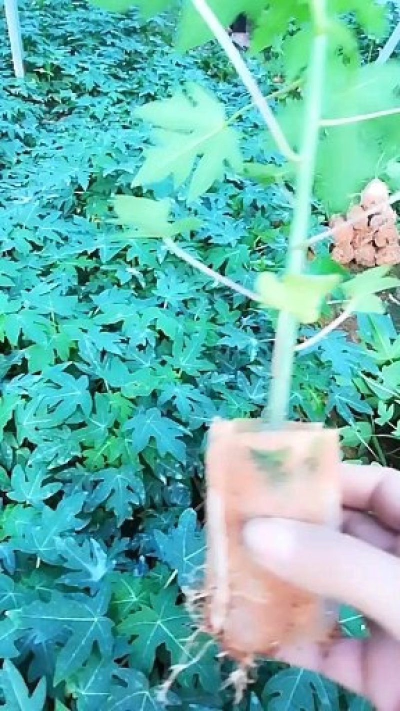 木瓜树苗可视频看货支持线上交易产地直销