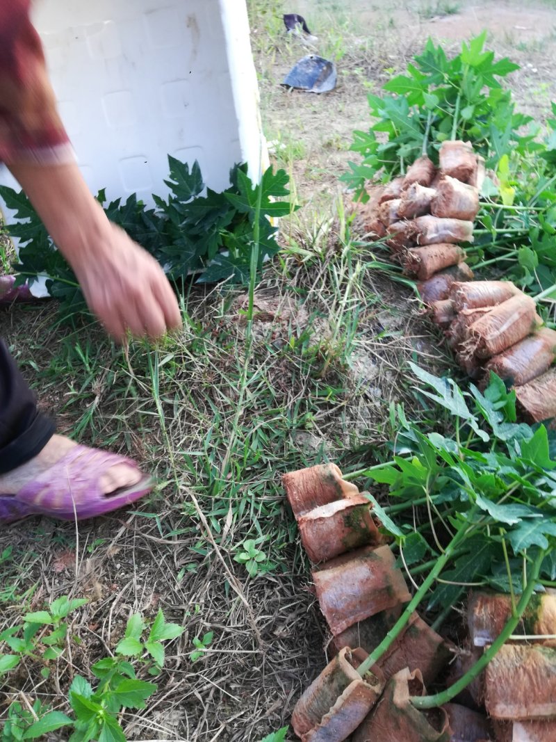 木瓜树苗可视频看货支持线上交易产地直销