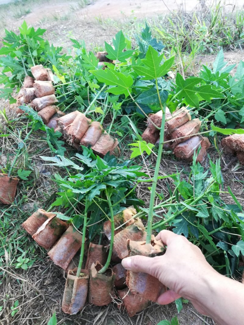 木瓜树苗可视频看货支持线上交易产地直销