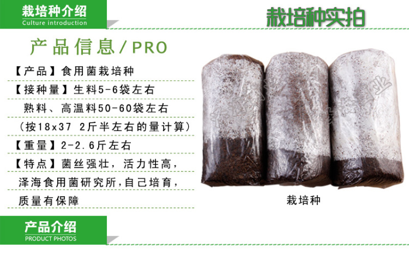 食用菌菌种三级栽培种蘑菇厂家直销正品平菇