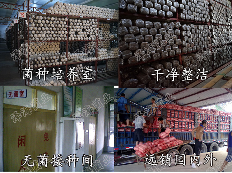 食用菌菌种三级栽培种蘑菇厂家直销正品平菇