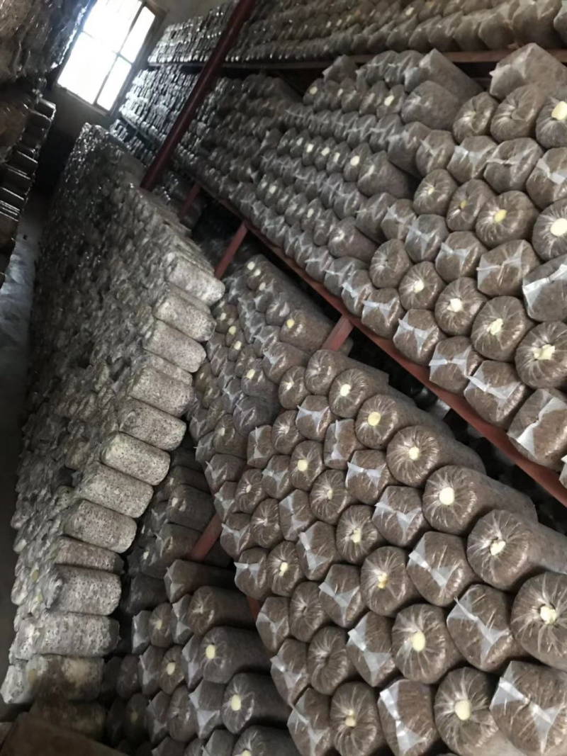 食用菌菌种三级栽培种蘑菇厂家直销正品平菇