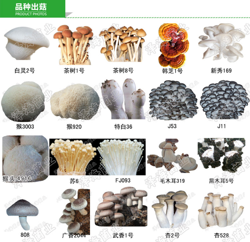食用菌菌种三级栽培种蘑菇厂家直销正品平菇
