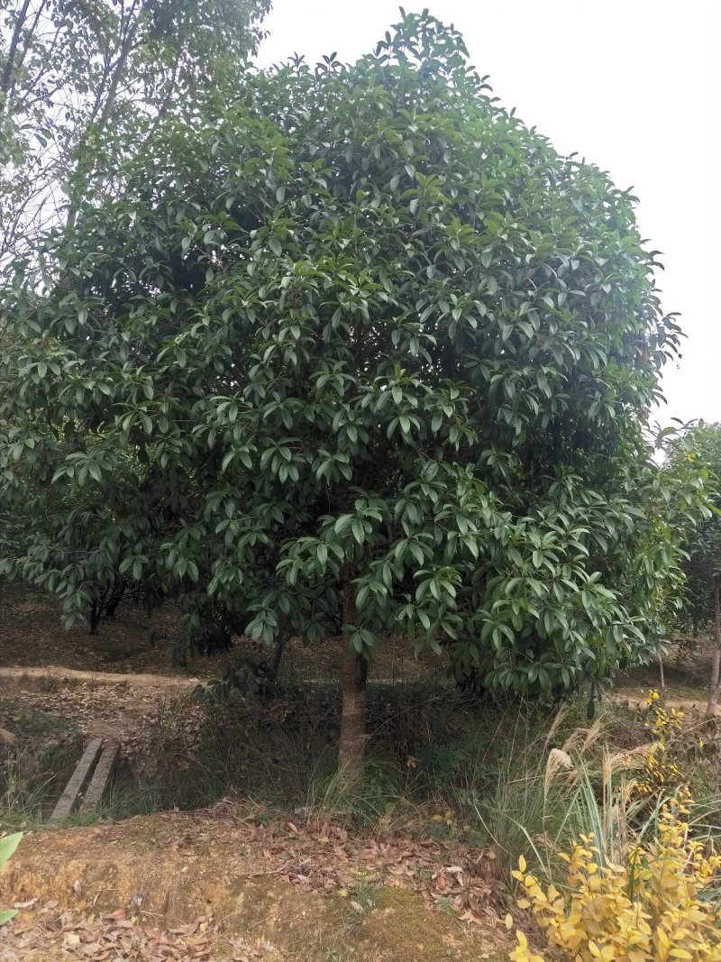 广西桂花树四季常青八月芳香欢迎各位老板咨询