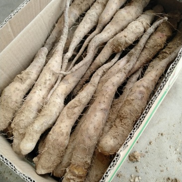 山药栽子山药嘴子山药苗山药种苗小山药