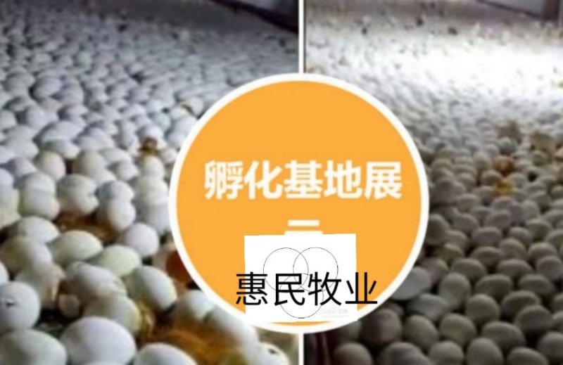 (纯良)好货良凤花/金陵花鸡苗快大型孵化场直销