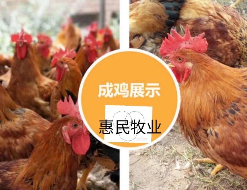 (纯良)好货良凤花/金陵花鸡苗快大型孵化场直销
