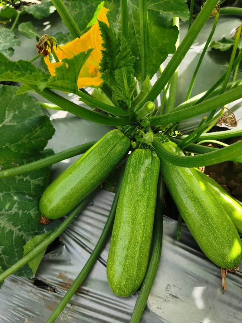 最新选育西葫芦种子（玉麒麟）（维多利亚）